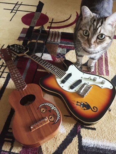 画像6: Ripping Slipping Cat - イタズラ 猫