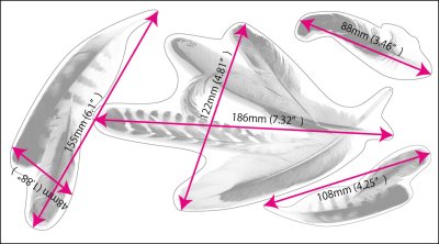 画像5: Layer Graph クリアステッカー  / 羽　フェザー