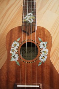 画像2: ハイビスカス・ロゼッタ (2)