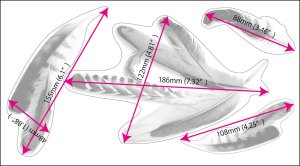 画像5: Layer Graph クリアステッカー  / 羽　フェザー (5)